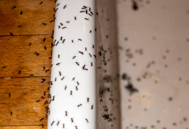 Best Pest Prevention Services  in Shorewood Tower Hills Harbert, MI